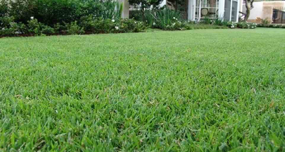 empire turf grass lawn