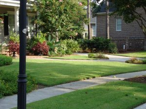 empire grass in residential neighborhood