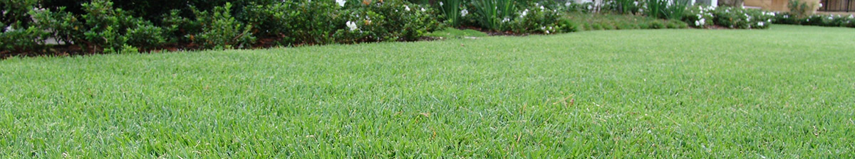 residential grass