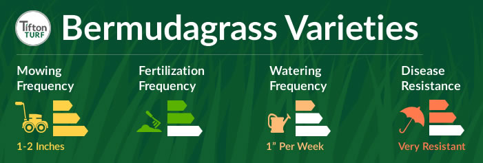 bermudagrass turf types chart