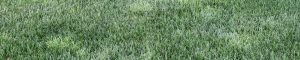 geo zoysia grass in shade