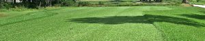 golf field green