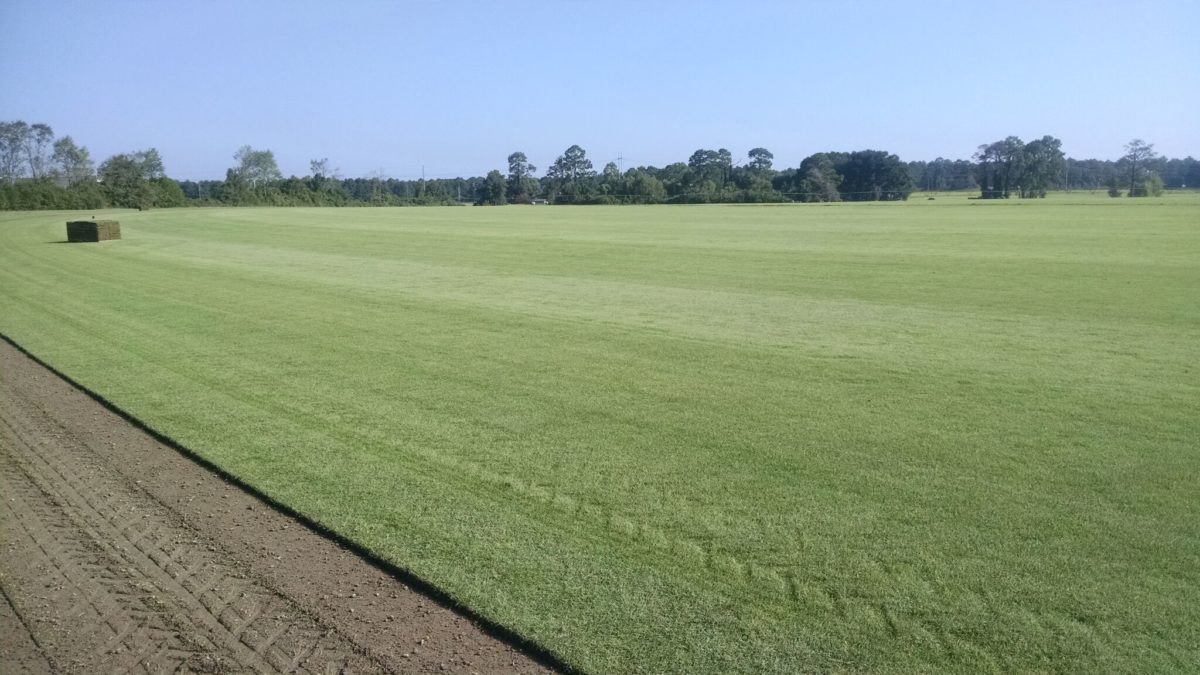 Home Tifton Turf